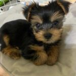 adorable yorkie puppies for adoption