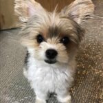 yorkie puppies for adoption near me