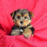 free yorkie puppies for adoption