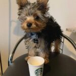 teacup yorkie puppies for adoption