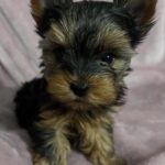 rescue yorkie puppies for adoption