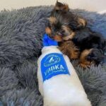 yorkie puppies for adoption