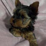 WhatsApp Image 2026-02-09 at 6.33.33 PM