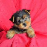 WhatsApp Image 2026-02-09 at 6.35.13 PM