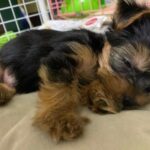 WhatsApp Image 2026-02-09 at 6.35.28 PM