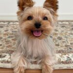 WhatsApp Image 2026-02-10 at 3.20.31 PM