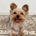 WhatsApp Image 2026-02-10 at 3.20.32