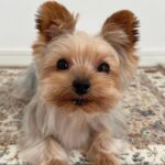 WhatsApp Image 2026-02-10 at 3.20.32 PM