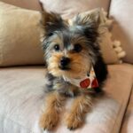 WhatsApp Image 2026-02-10 at 3.22.05 PM