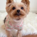 WhatsApp Image 2026-02-10 at 3.23.34