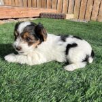 WhatsApp Image 2026-02-10 at 3.24.09 PM