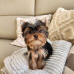 WhatsApp Image 2026-02-12 at 4.52.37 PM