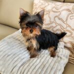 WhatsApp Image 2026-02-12 at 4.52.38 PMjxg