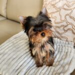 WhatsApp Image 2026-02-12 at 4.52.38 khg