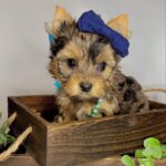 WhatsApp Image 2026-02-12 at 4.52.39 PM