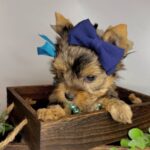 WhatsApp Image 2026-02-12 at 4.52.40 PM