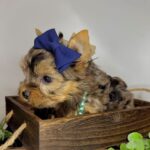 WhatsApp Image 2026-02-12 at 4.52.41 PM