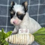 WhatsApp Image 2026-02-12 at 4.52.41 PMgfbgfdgn