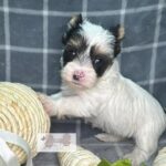 WhatsApp Image 2026-02-12 at 4.52.41 PMkhkgxfd