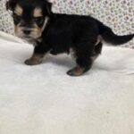 WhatsApp Image 2026-02-12 at 4.52.42 PMdjfhjfd