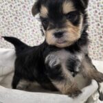 WhatsApp Image 2026-02-12 at 4.52.42 PMjgfhgcfhxzdzsf