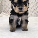 WhatsApp Image 2026-02-12 at 4.52.42 PMjggdfd