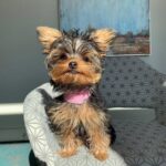 WhatsApp Image 2026-02-12 at 4.52.42 PMjvfdz