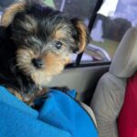 WhatsApp Image 2026-02-12 at 4.52.43 PM