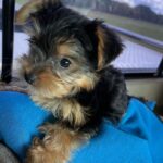 WhatsApp Image 2026-02-12 at 4.52.43 PMhfhf