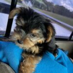 WhatsApp Image 2026-02-12 at 4.52.43 PMkhvhgcc