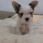 WhatsApp Image 2026-02-12 at 4.52.44 PMftrhuh