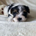 WhatsApp Image 2026-02-12 at 4.52.44 PMjfdkhdf