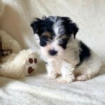 WhatsApp Image 2026-02-12 at 4.52.44 ds