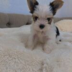 WhatsApp Image 2026-02-12 at 4.52.45 PM