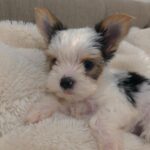 WhatsApp Image 2026-02-12 at 4.52.45 PMhfxgf