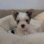 WhatsApp Image 2026-02-12 at 4.52.45 PMjdcgf