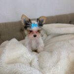 WhatsApp Image 2026-02-12 at 4.52.46 PMjgcf